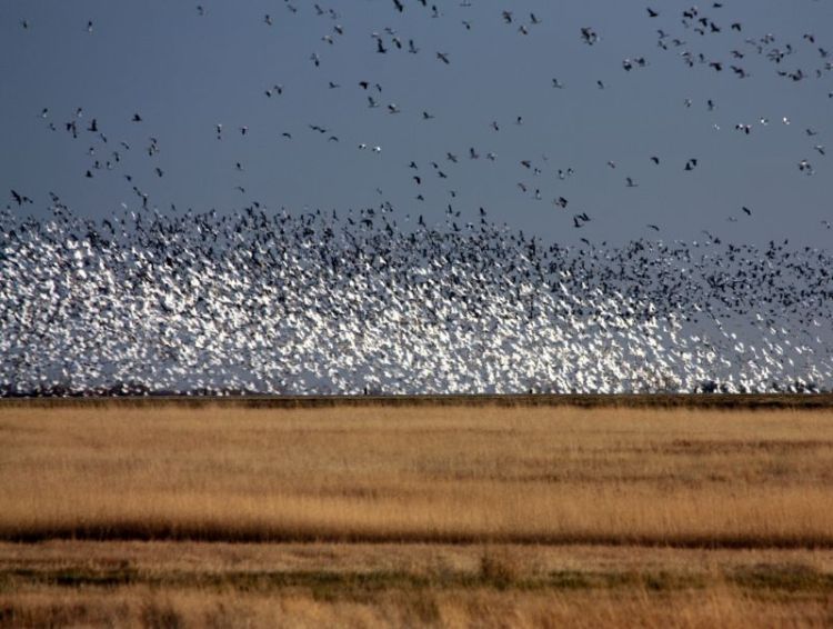 migration of wild animals