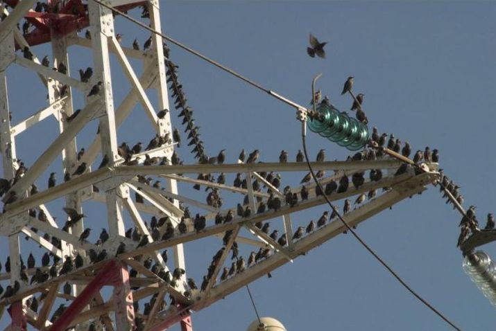 migration of wild animals