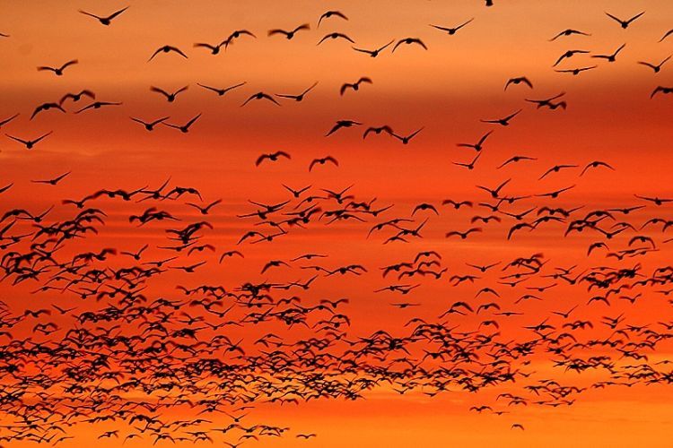 migration of wild animals