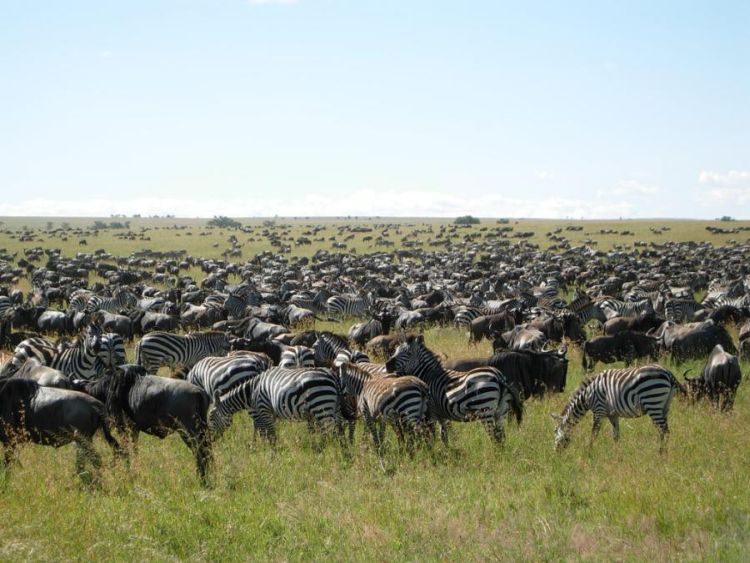 migration of wild animals