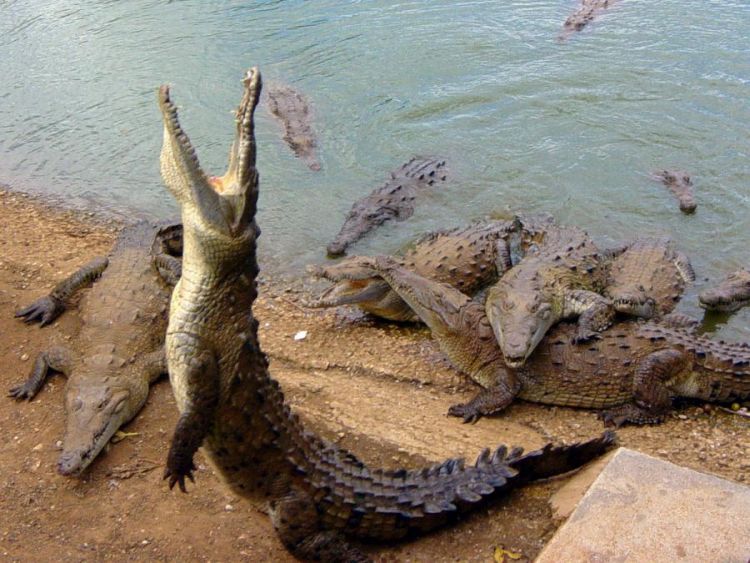 migration of wild animals