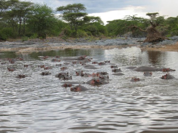 migration of wild animals