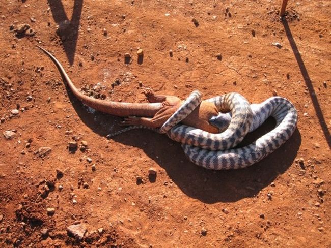 snake eats iguana