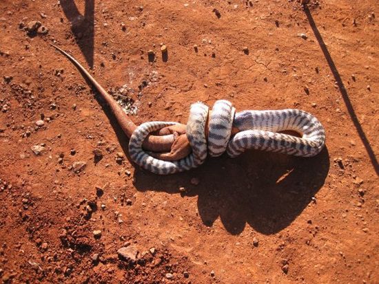 snake eats iguana