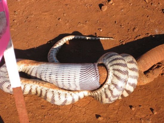 snake eats iguana