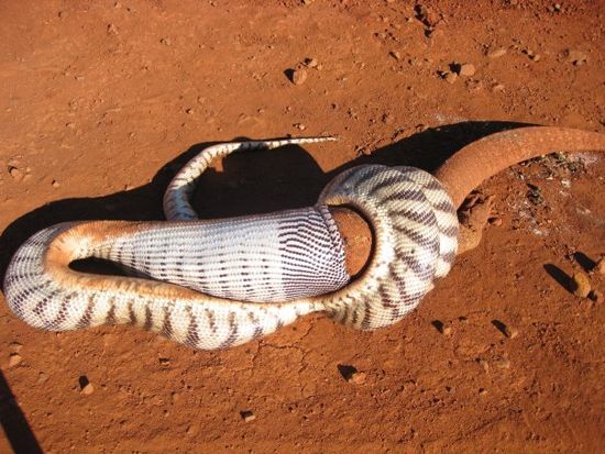 snake eats iguana