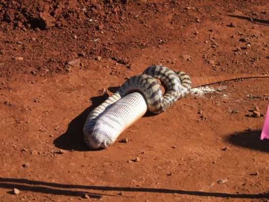 snake eats iguana