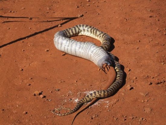 snake eats iguana