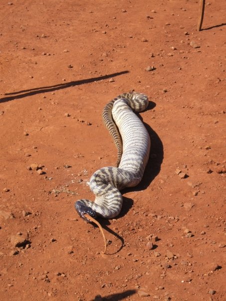 snake eats iguana