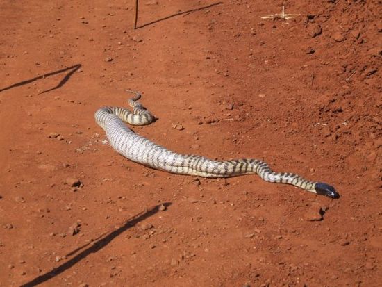 snake eats iguana