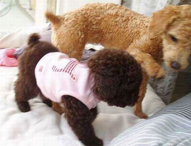 Toy or dog?