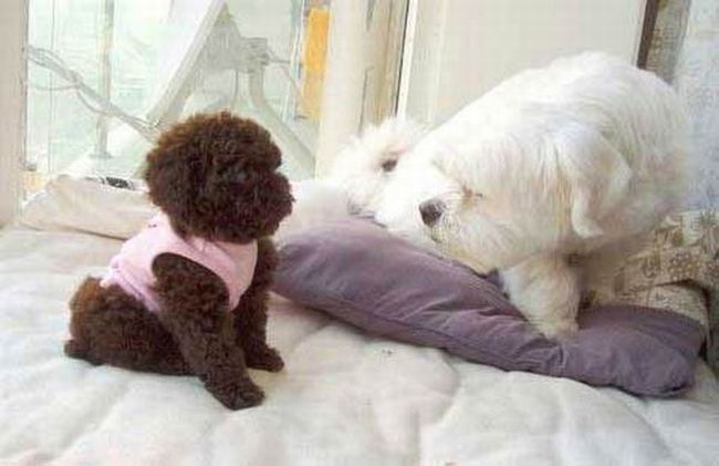 Toy or dog?