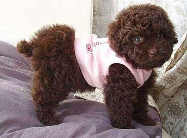 Toy or dog?