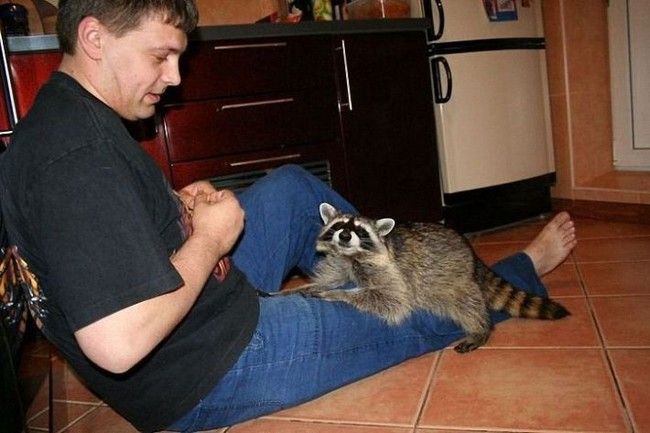 Home raccoon