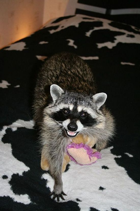 Home raccoon