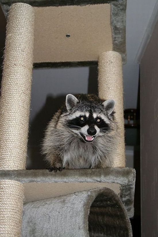 Home raccoon