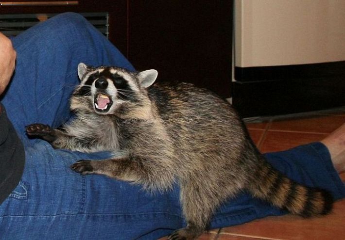 Home raccoon