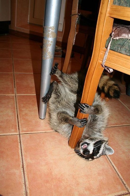 Home raccoon