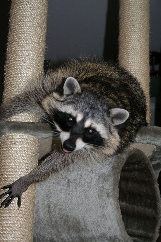 Home raccoon