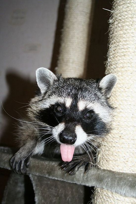 Home raccoon