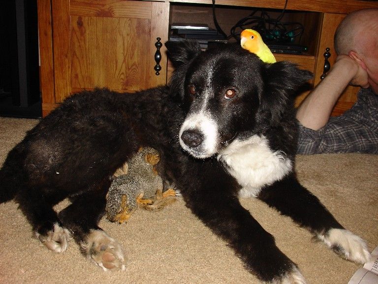 unusual animal friends