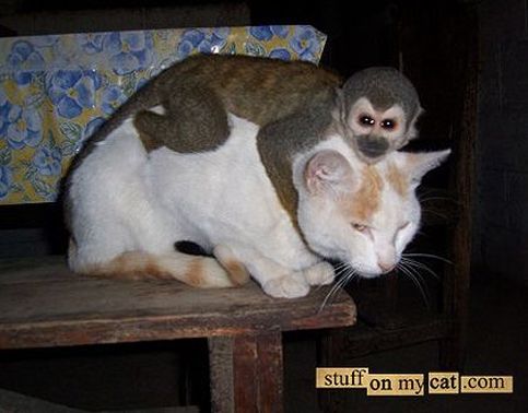 unusual animal friends