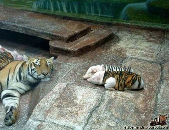unusual animal friends