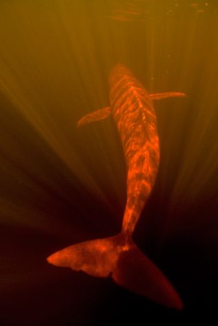 Amazon River dolphin