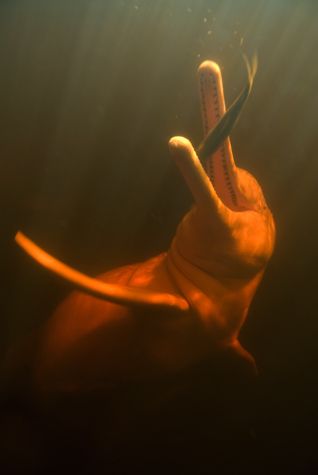 Amazon River dolphin