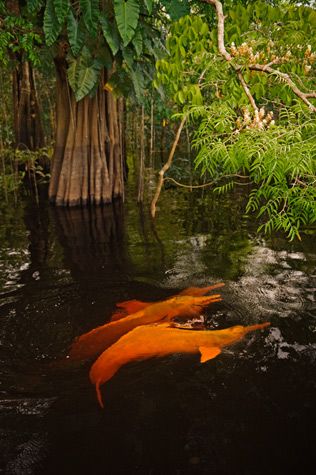 Amazon River dolphin