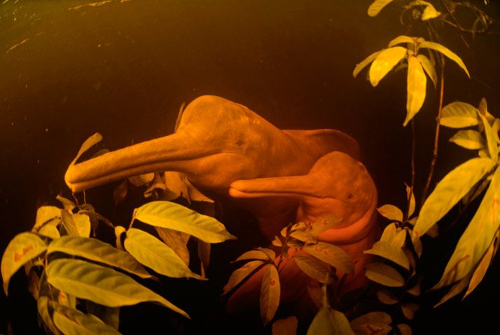 Amazon River dolphin