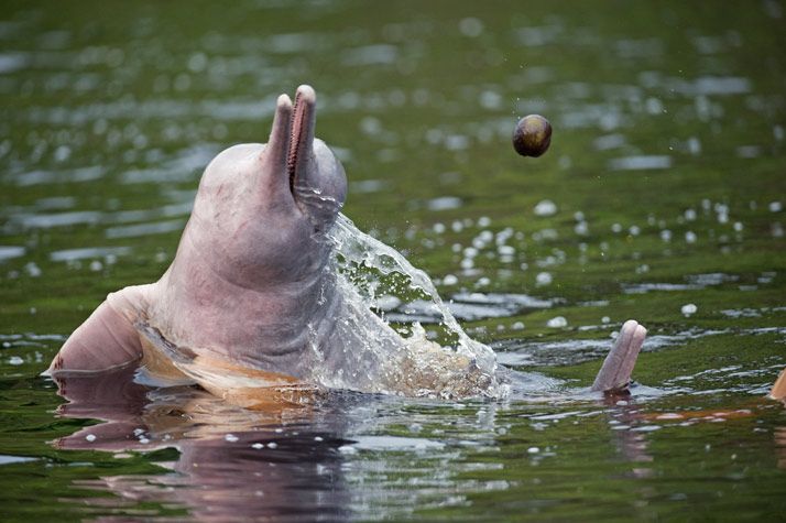 Amazon River dolphin