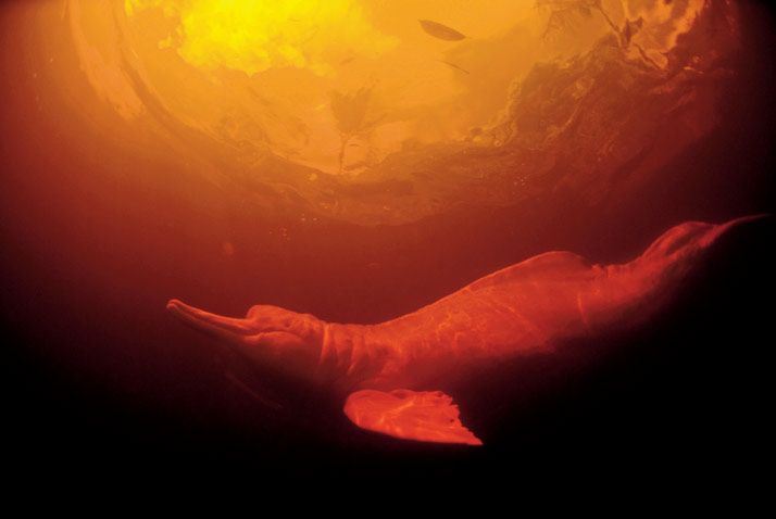 Amazon River dolphin