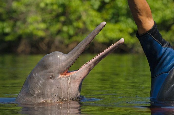 Amazon River dolphin