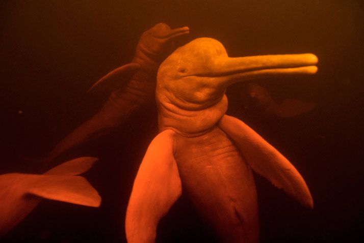 Amazon River dolphin