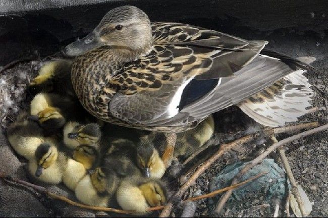 Ducks saved, Spokane, Washington, United States