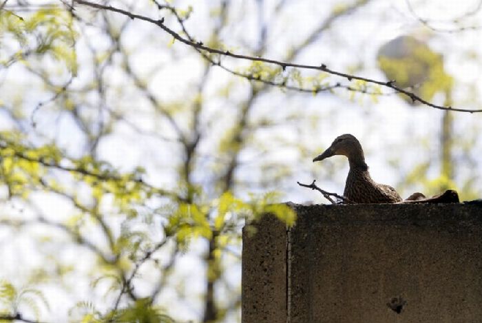 Ducks saved, Spokane, Washington, United States