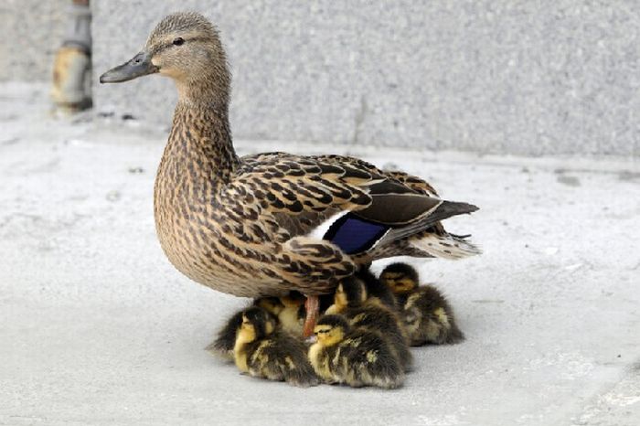 Ducks saved, Spokane, Washington, United States