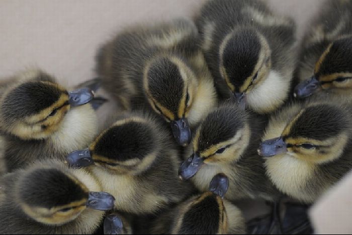 Ducks saved, Spokane, Washington, United States