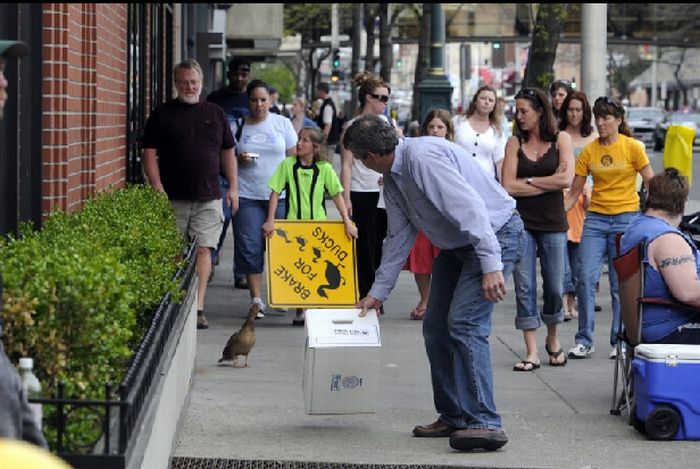 Ducks saved, Spokane, Washington, United States