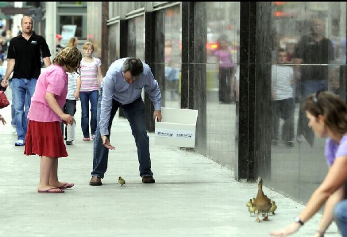 Ducks saved, Spokane, Washington, United States