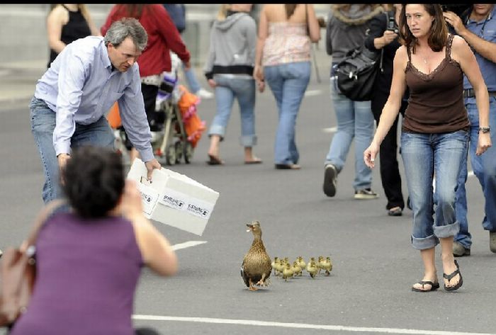 Ducks saved, Spokane, Washington, United States