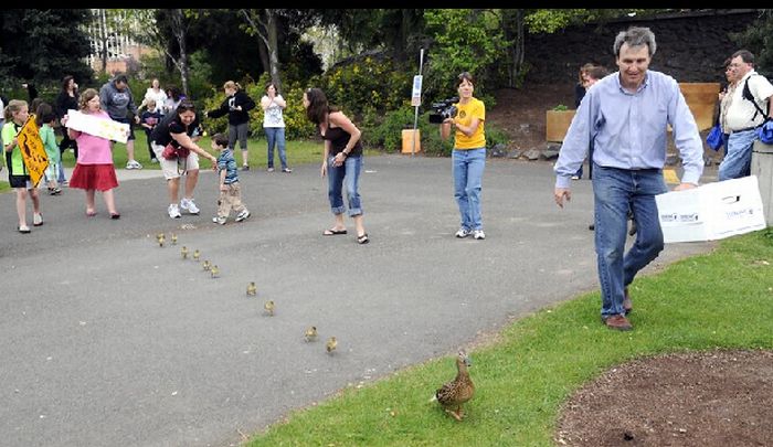 Ducks saved, Spokane, Washington, United States