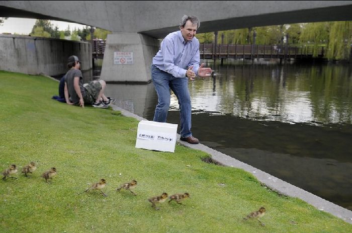 Ducks saved, Spokane, Washington, United States