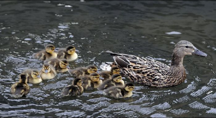 Ducks saved, Spokane, Washington, United States