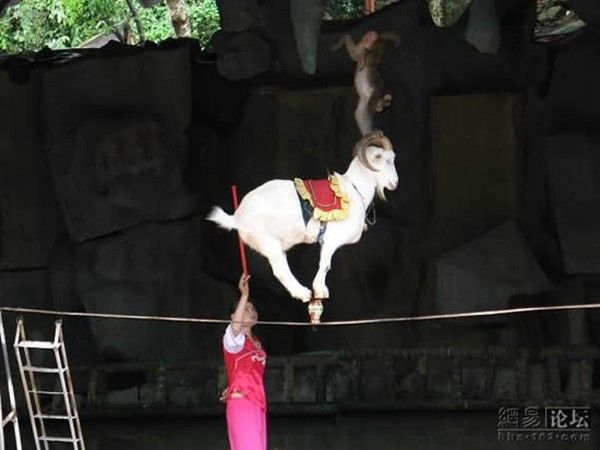 goat on a rope