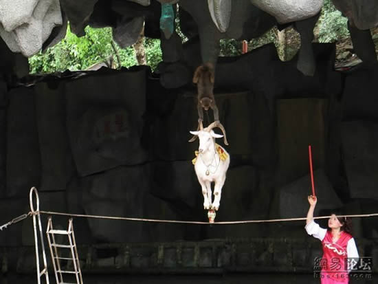 goat on a rope