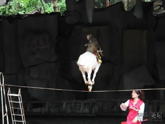 goat on a rope