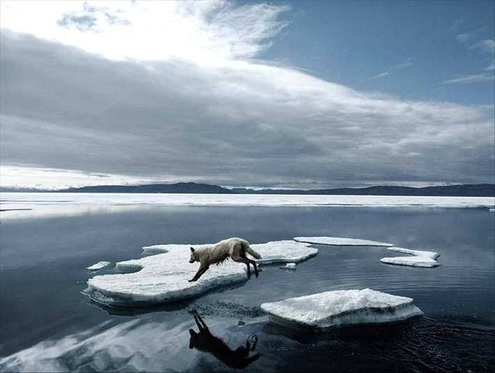 animal photography