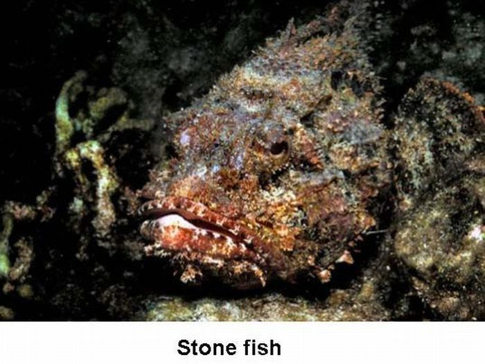 10 most poisonous creatures on earth